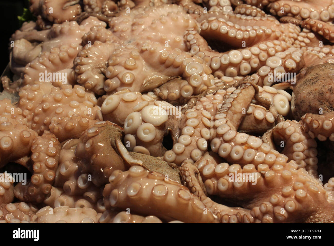Octopus per la vendita in Rialto Mercato del pesce, Venezia, Italia Foto  stock - Alamy