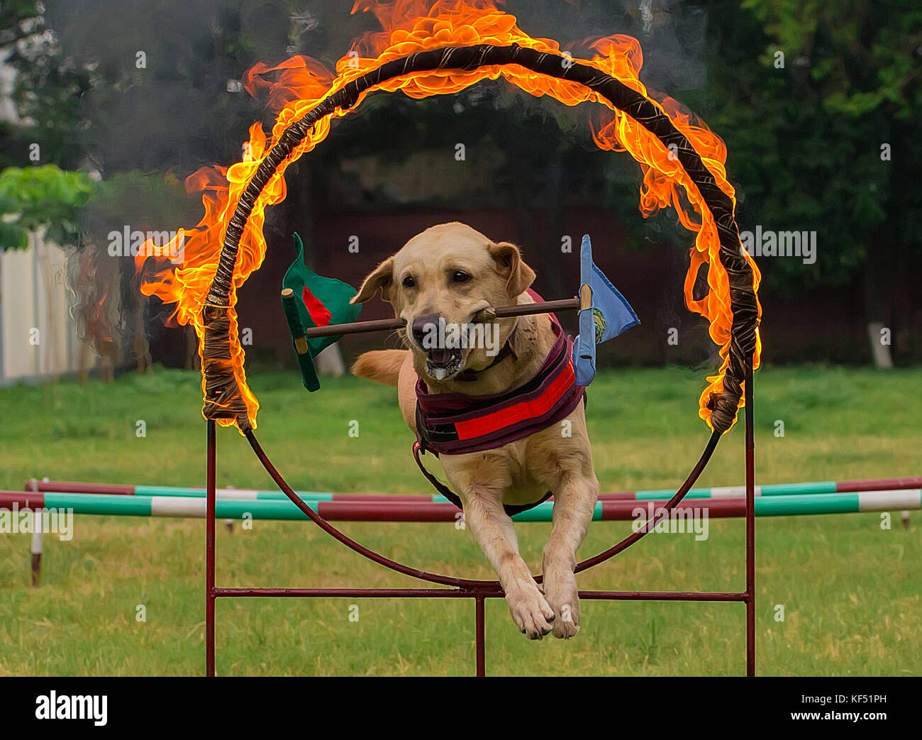 La squadra del cane è parte straordinaria per prevenire il terrorismo, il traffico di droga, bomba trovare, catturato il terrore e molte più attività Foto Stock