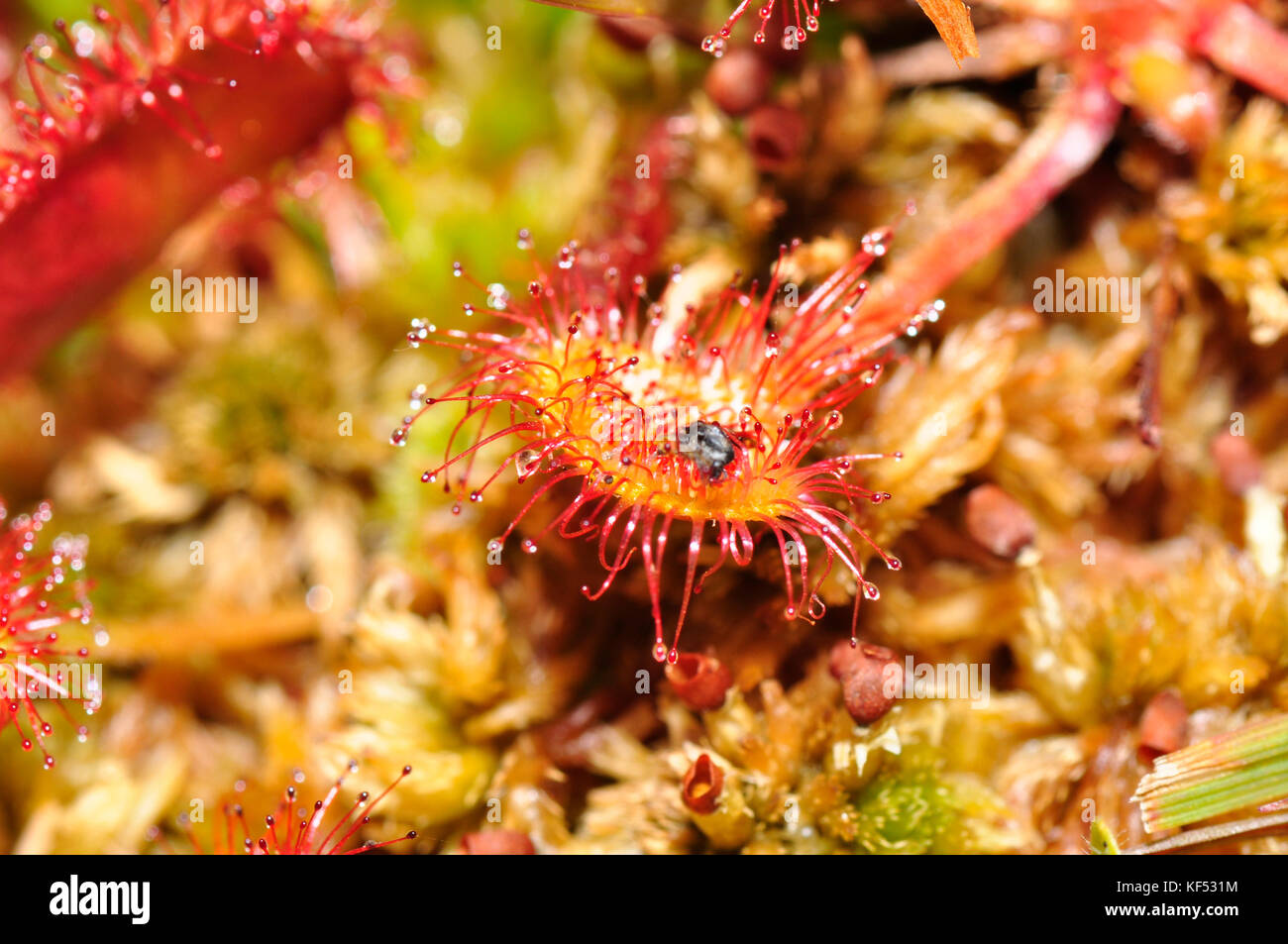 Sundew'Drosera rotundifolia' pianta carnivora di terra di boggy che cattura piccoli insetti sui peli appiccicosi dei 'pin-cuscini'. ACI Foto Stock