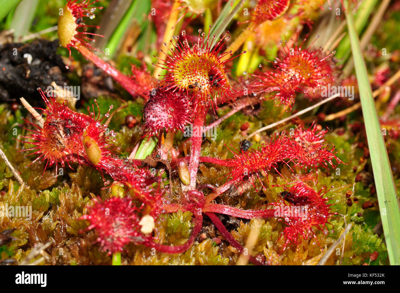Sundew'Drosera rotundifolia' pianta carnivora di terra di boggy che cattura piccoli insetti sui peli appiccicosi dei 'pin-cuscini'. ACI Foto Stock