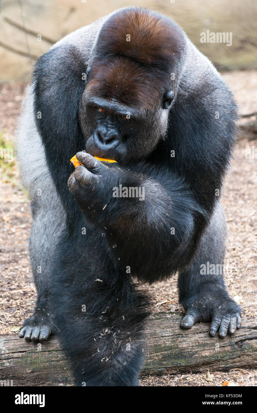 Maschio alfa gorilla a Tarronga Zoo, Sydney, Australia. Foto Stock