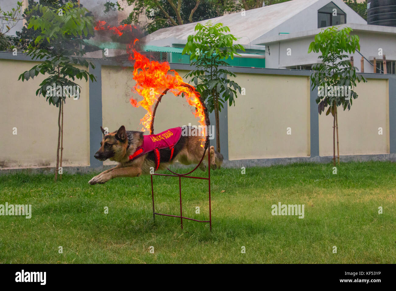 La squadra del cane è parte straordinaria per prevenire il terrorismo, il traffico di droga, bomba trovare, catturato il terrore e molte più attività Foto Stock