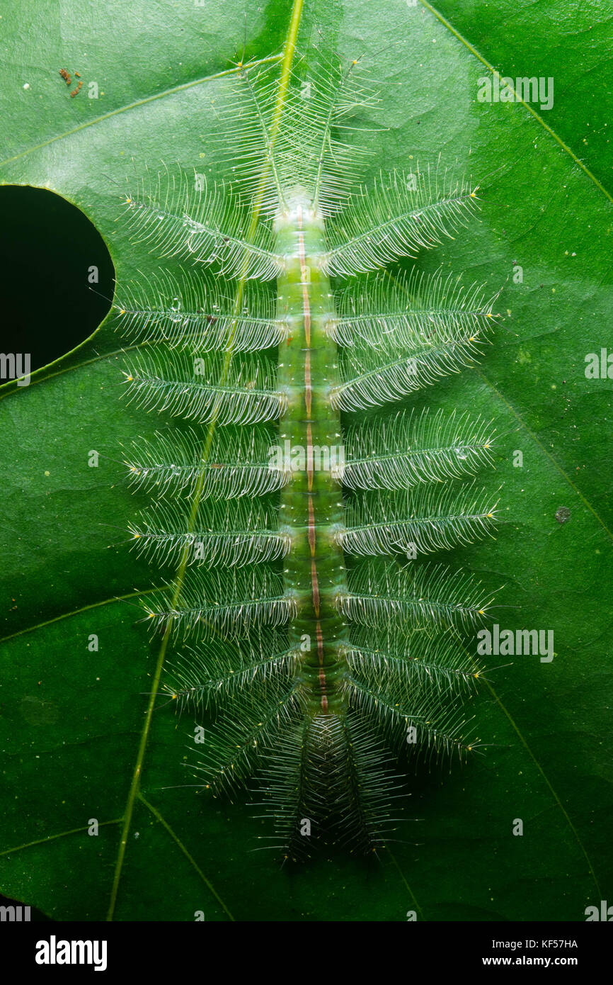 Un mimetizzata caterpillar, probabilmente una nymphalid di qualche tipo. Toccare non sarebbe una buona idea. Foto Stock