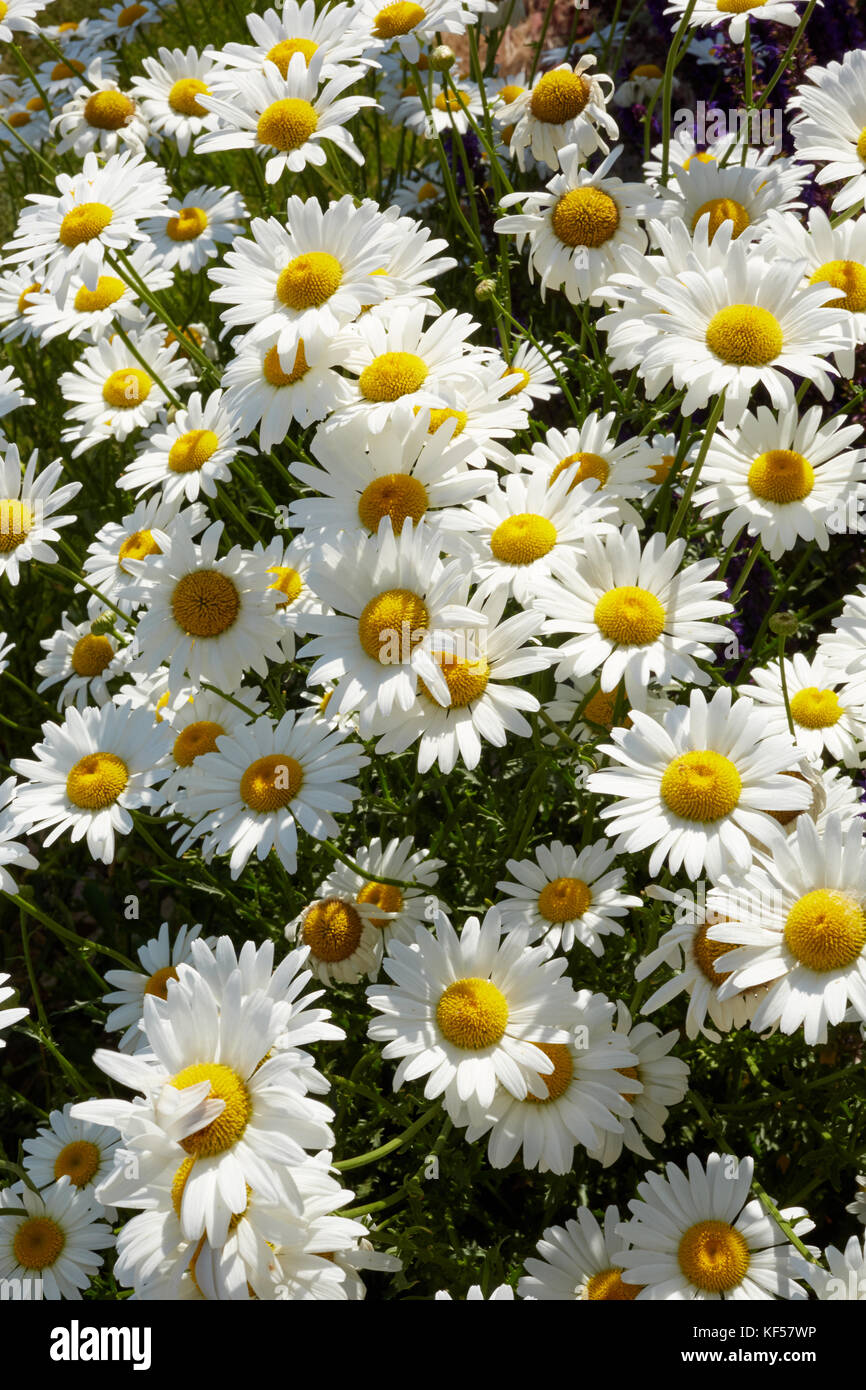 Cluster di grandi dimensioni di bianco fresco o oxeye marguerite margherite visualizzati all'aperto nel giardino vicino fino da sopra il simbolo della molla Foto Stock