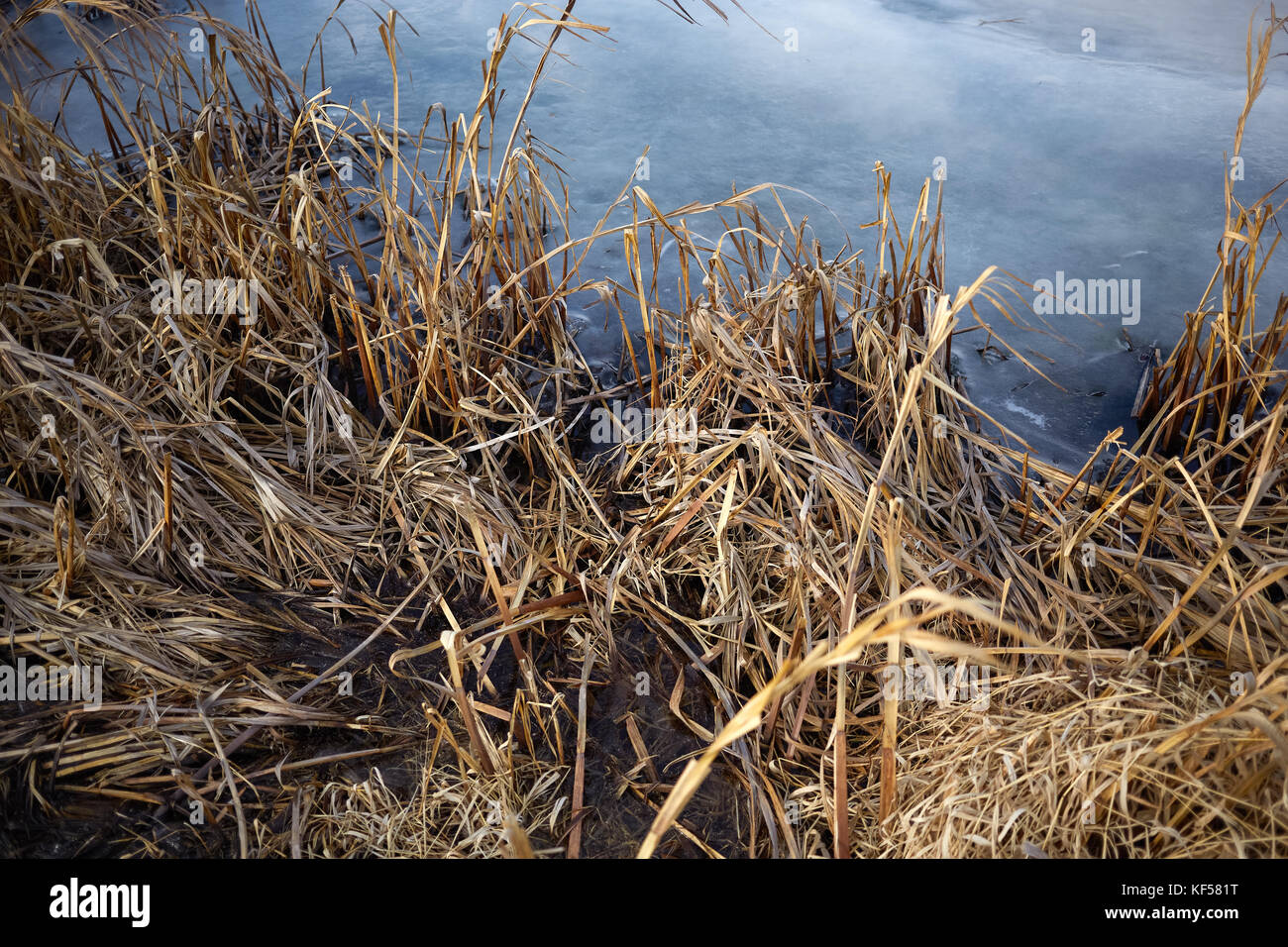 Vista su secchi di erba marrone di un inverno Congelato stagno ricoperto di uno strato di ghiaccio in una vista ravvicinata Foto Stock