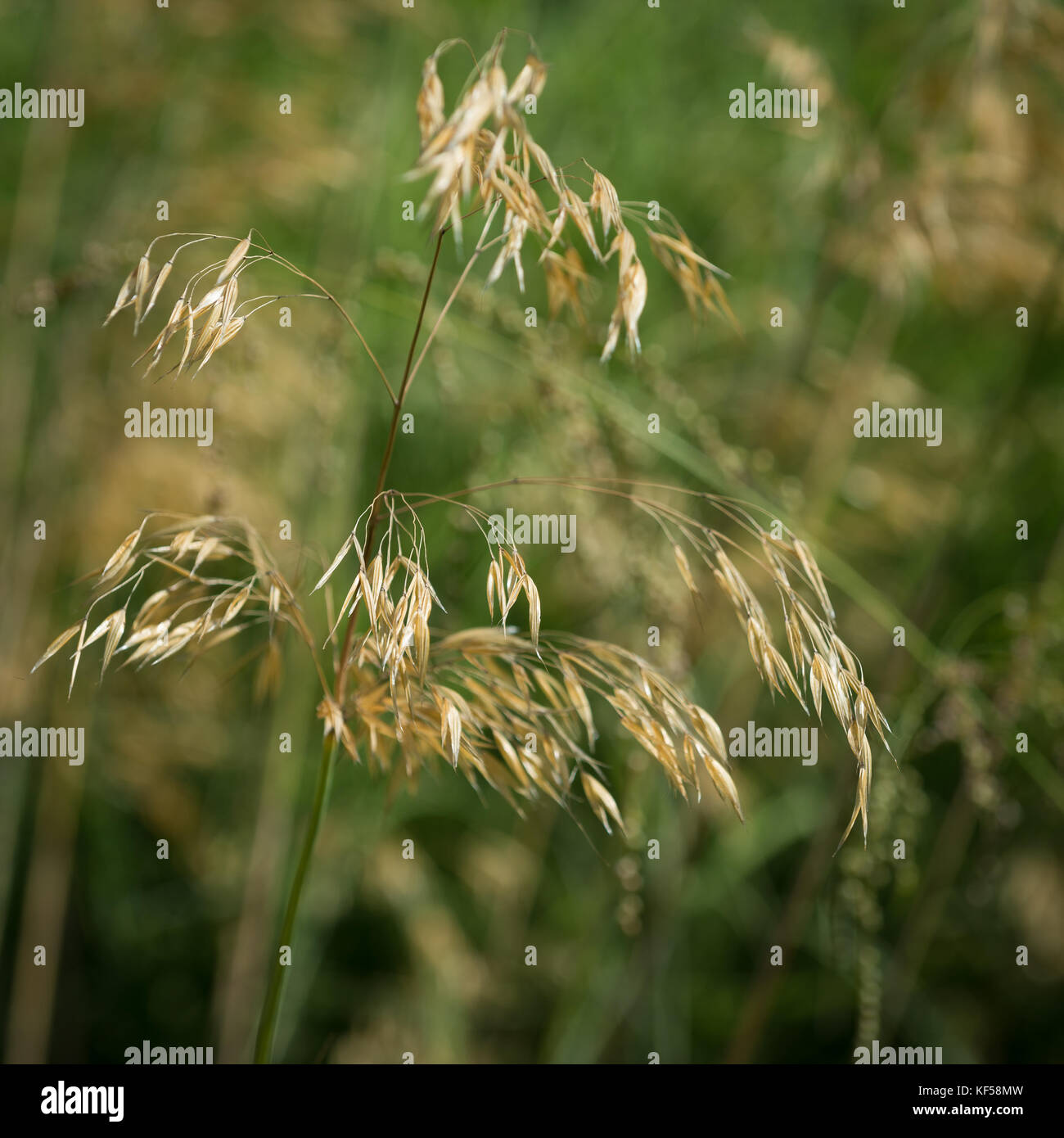 Stipa gigantea comunemente noto come piuma gigante di erba in Kew Royal Botanic Gardens a Londra, Regno Unito Foto Stock