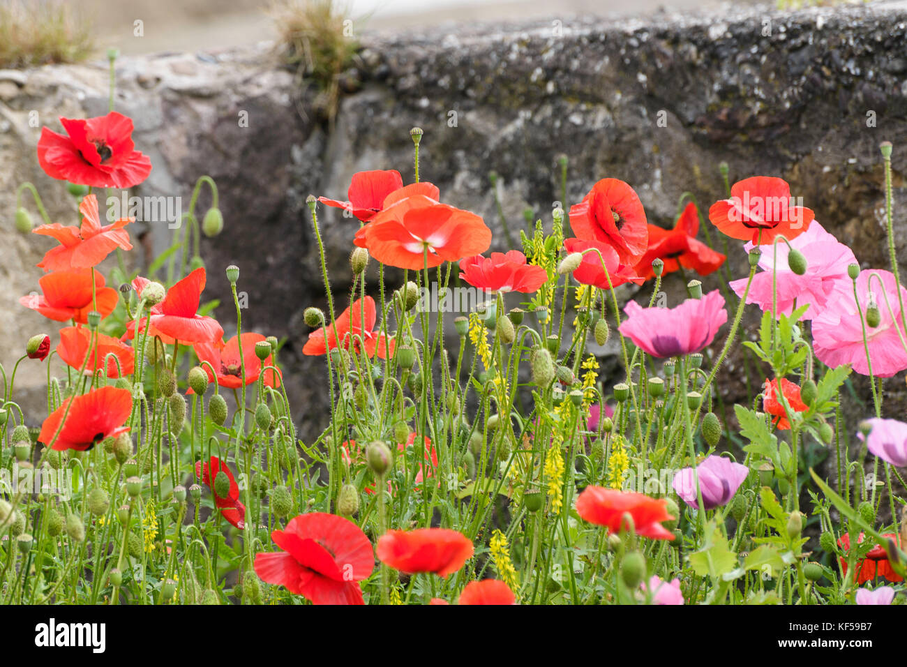 Bassa largo house gardens Foto Stock