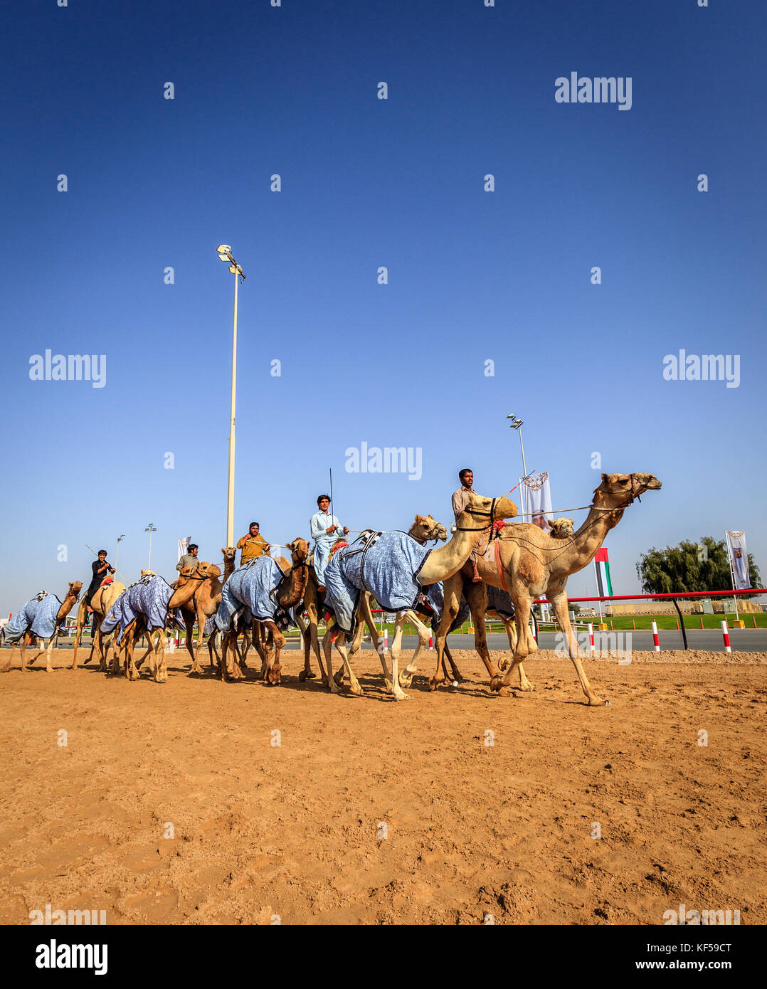 Dubai, Emirati Arabi Uniti - 25 marzo 2016: la pratica per corse di cammelli a dubai camel racing club, al marmoom, Emirati arabi uniti Foto Stock