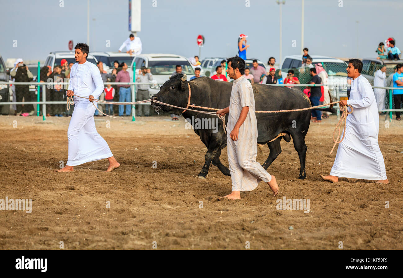 Fujairah, UAE, 1 aprile 2016: locale gli uomini portano un toro per combattere in Fujairah, Emirati arabi uniti Foto Stock