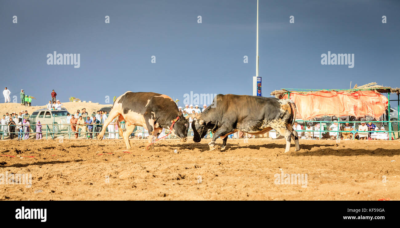 Fujairah, UAE, 1 aprile 2016: tori stanno combattendo in un evento tradizionale in Fujairah, Emirati arabi uniti Foto Stock