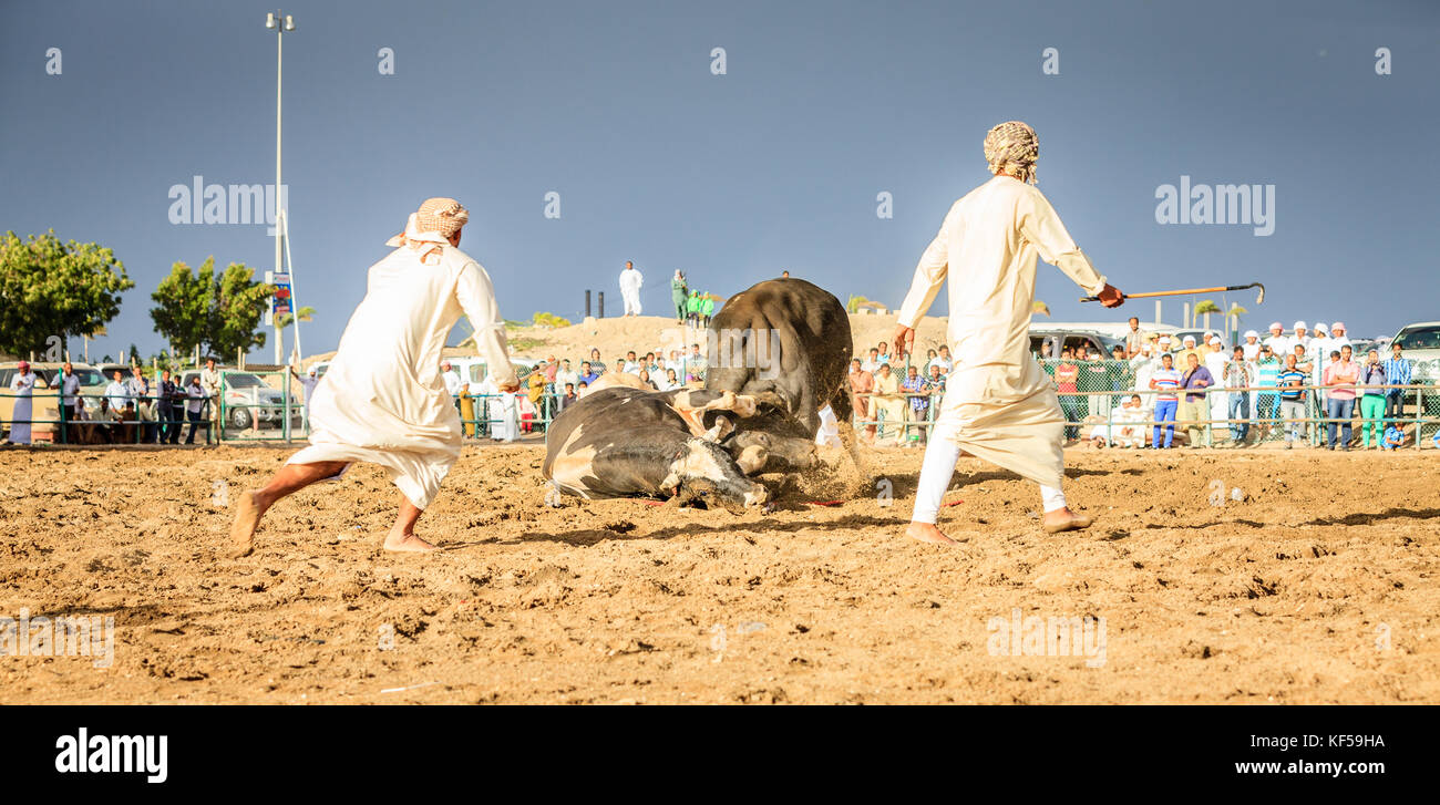 Fujairah, UAE, 1 aprile 2016: tori stanno combattendo in un evento tradizionale in Fujairah, Emirati arabi uniti Foto Stock