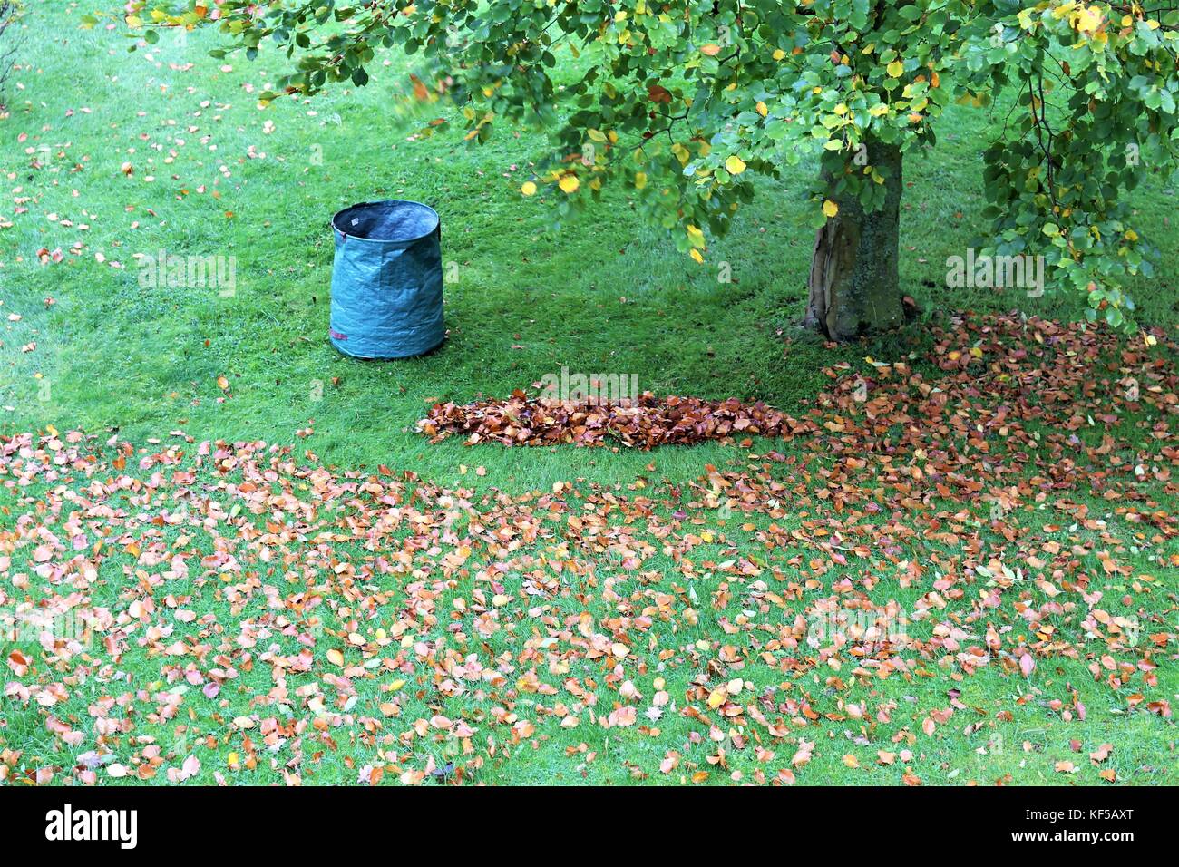 Un'immagine di foglie di autunno - sweep Foto Stock