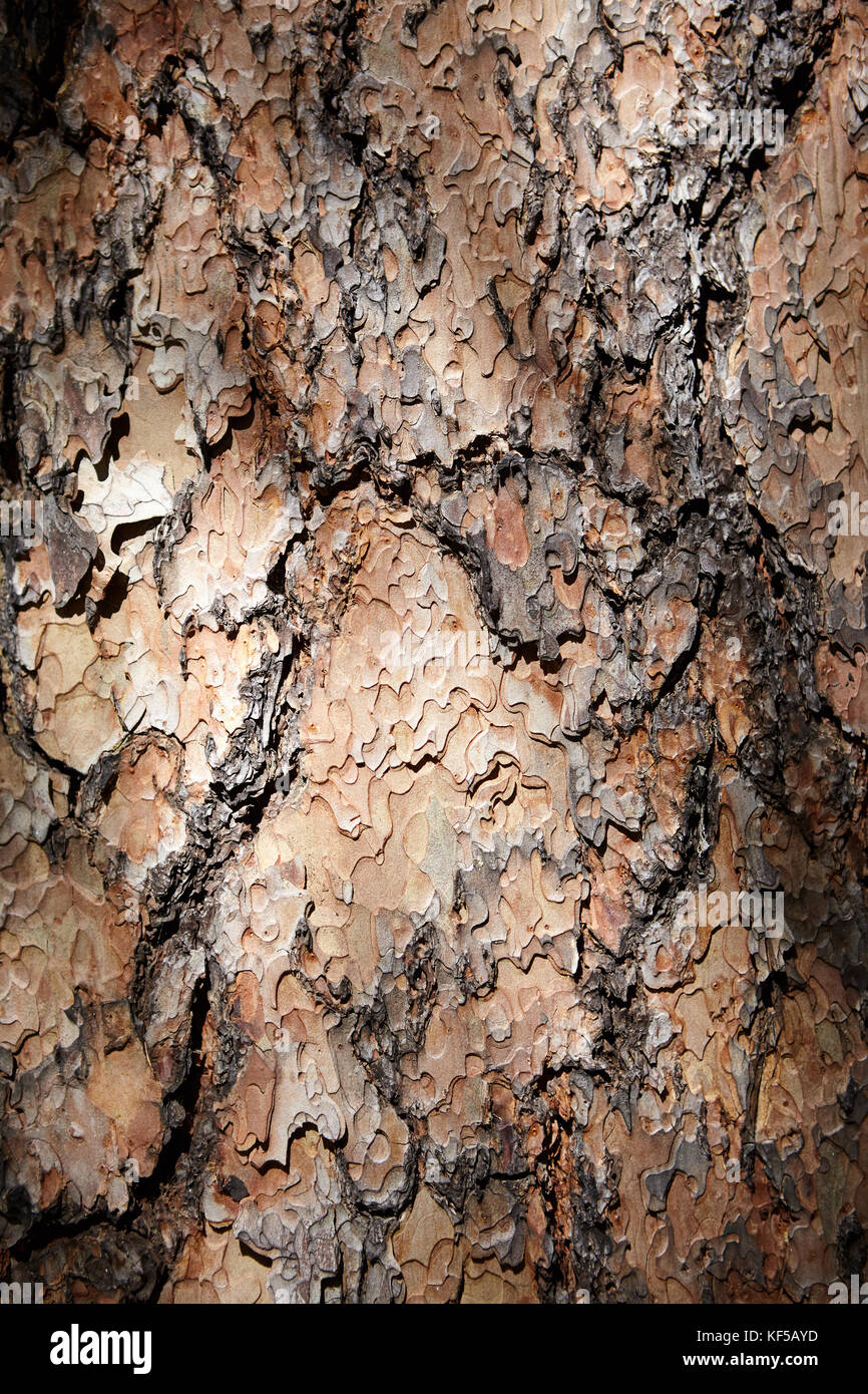 Texture di sfondo di scaglie di corteccia di conifere in un frame completo vista per la natura, di combustibile e di energia o risorse naturali temi Foto Stock