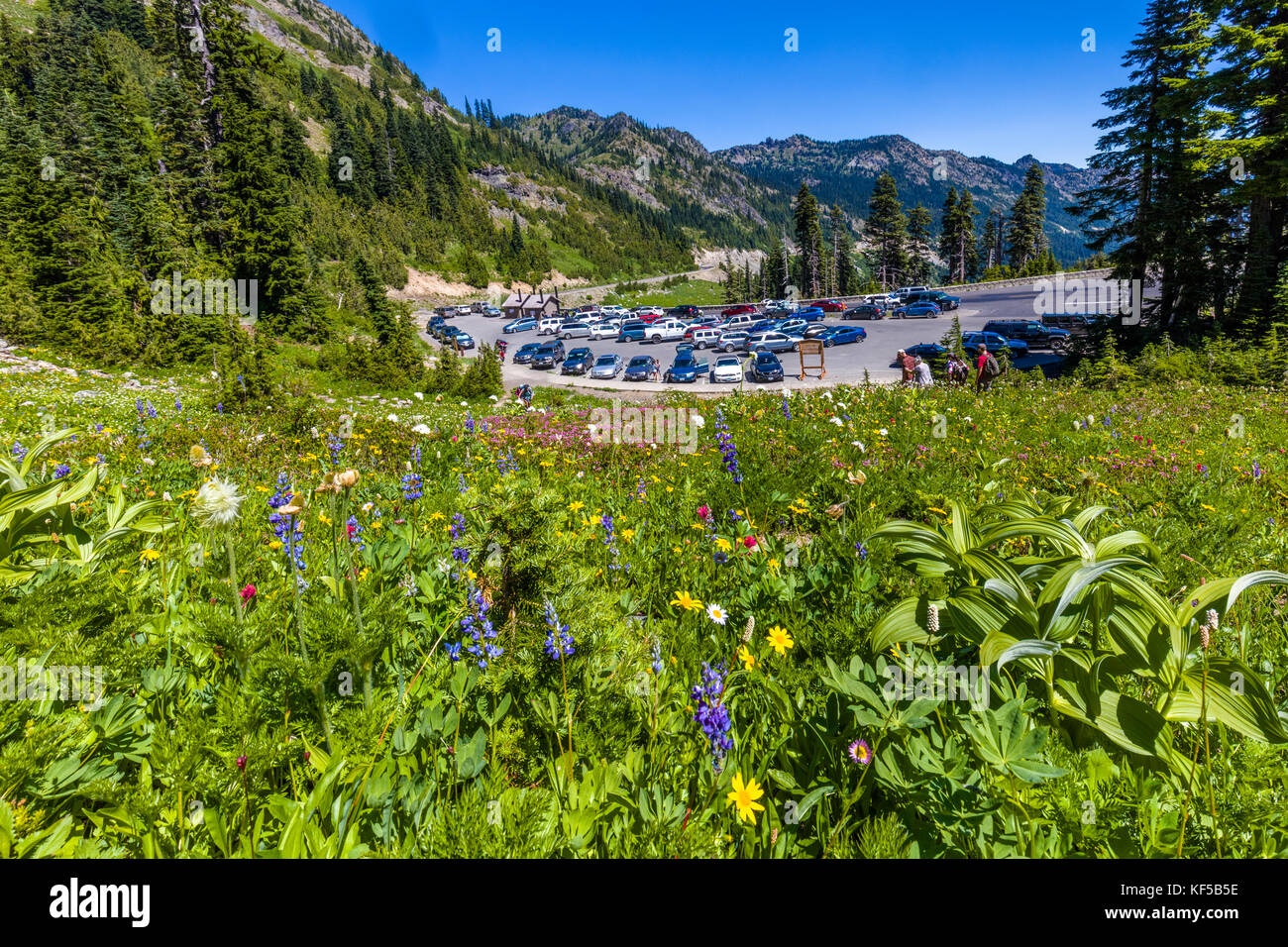 Area di parcheggio in chinook pass sul Mather Memorial Parkway in Mount Rainier National Park washington durante l estate stagione di fiori selvaggi Foto Stock