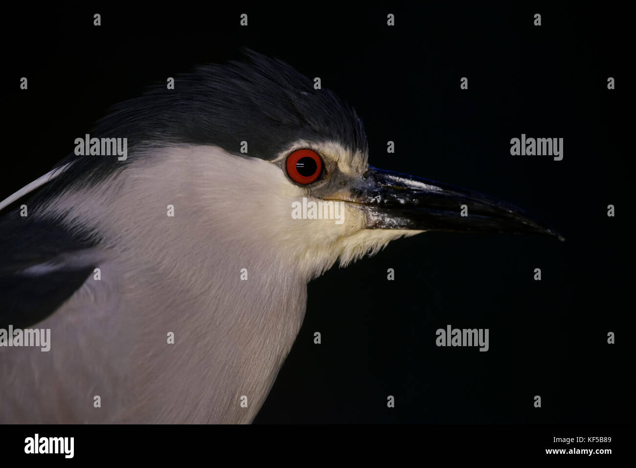 Nitticora - Nycticorax nycticorax Foto Stock