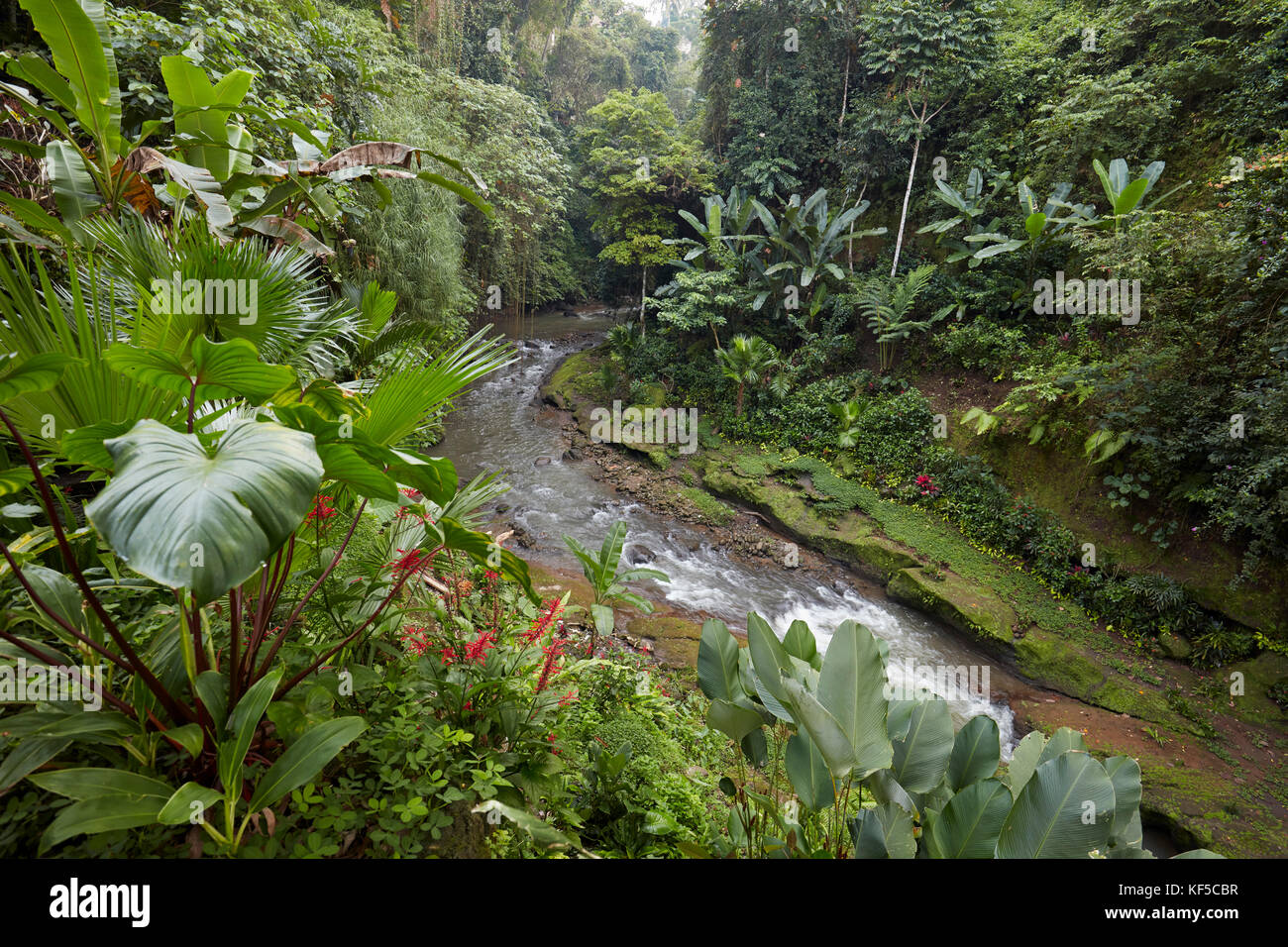 Piccolo fiume che corre attraverso la foresta pluviale Vicino a Hotel Tjampuhan Spa. Ubud, Bali, Indonesia. Foto Stock