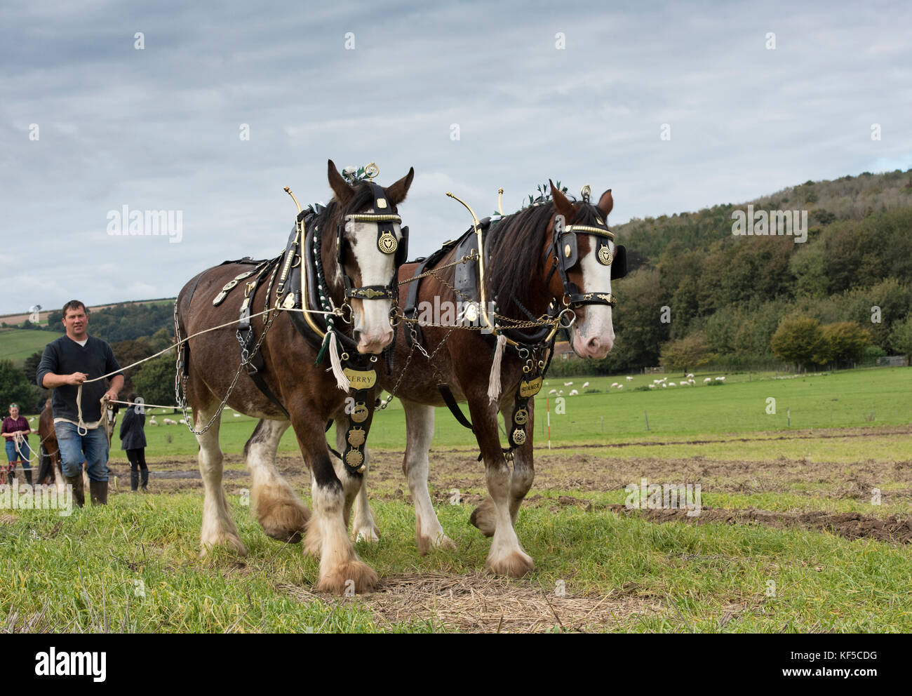 Shire cavalli a Weald and Downland Open Air Museum, Campagna autunno mostra, Singleton, Sussex, Inghilterra Foto Stock