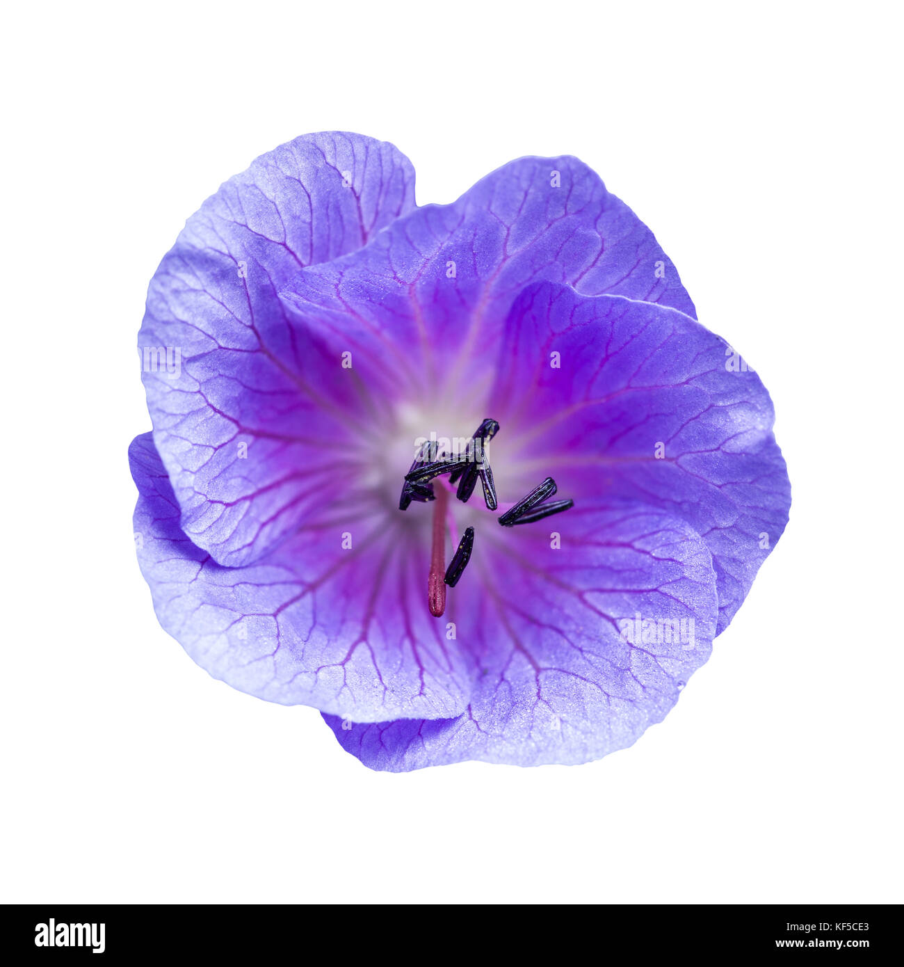 Blue Bell fiore isolato su bianco Foto Stock