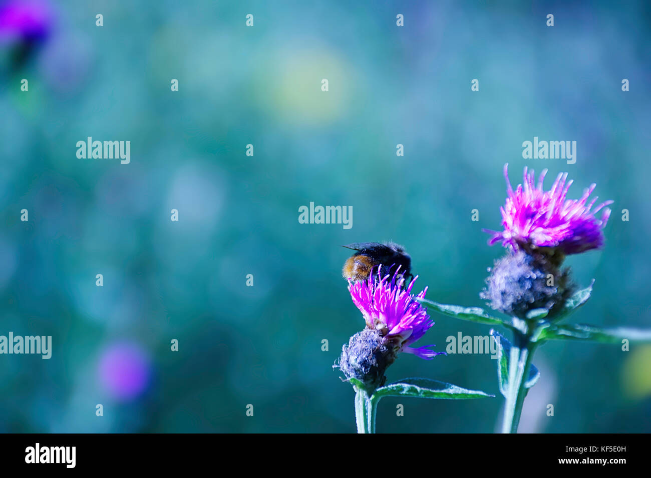 Bumble Bee sul fiore violaceo,l'estate,astratta prato vicino a Westport lago riserva naturale,Stoke on Trent, Staffordshire, Regno Unito.Natura Uk,l'Estate Regno Unito. Foto Stock