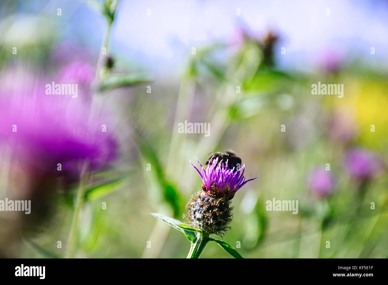 Bumblebee raccogliendo il nettare dai fiori di cardo sulla colorata,prato estivo vicino a Westport lago riserva naturale,Stoke on Trent, Regno Unito.Natura Uk. Foto Stock