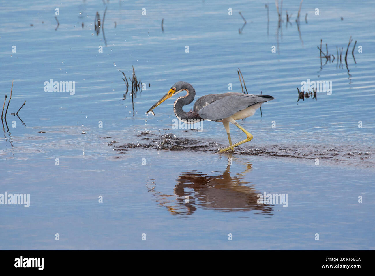 Un adulto tricolore heron (egretta tricolore), precedentemente noto in nord America come la Louisiana heron alla ricerca di cibo in un clima di calma acqua poco profonda stagno Foto Stock