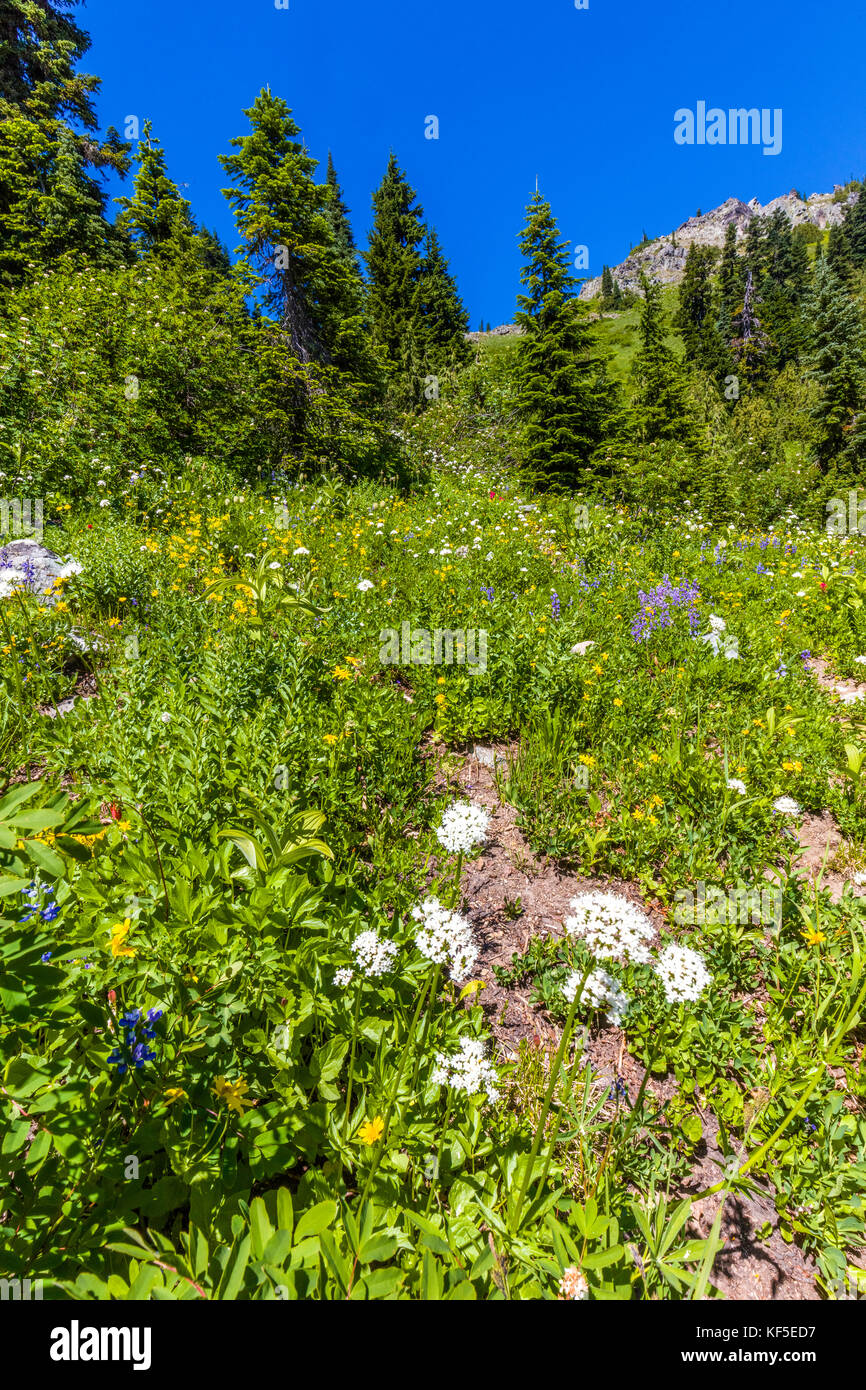 La molla di fiori di campo su hillsdie in chinook pass sul Mather Memorial Parkway in Mount Rainier National Park Washington Foto Stock