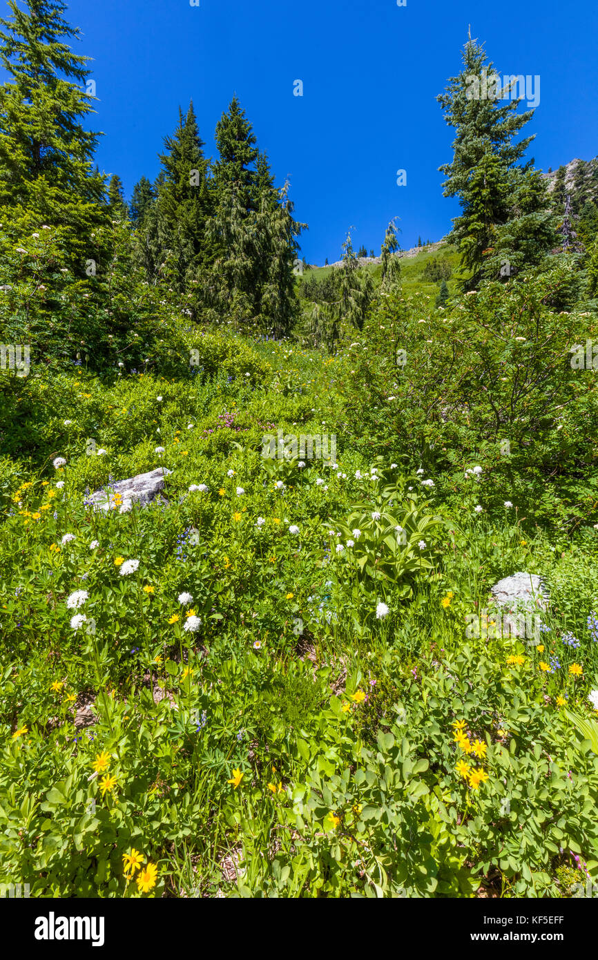 La molla di fiori di campo su hillsdie in chinook pass sul Mather Memorial Parkway in Mount Rainier National Park Washington Foto Stock