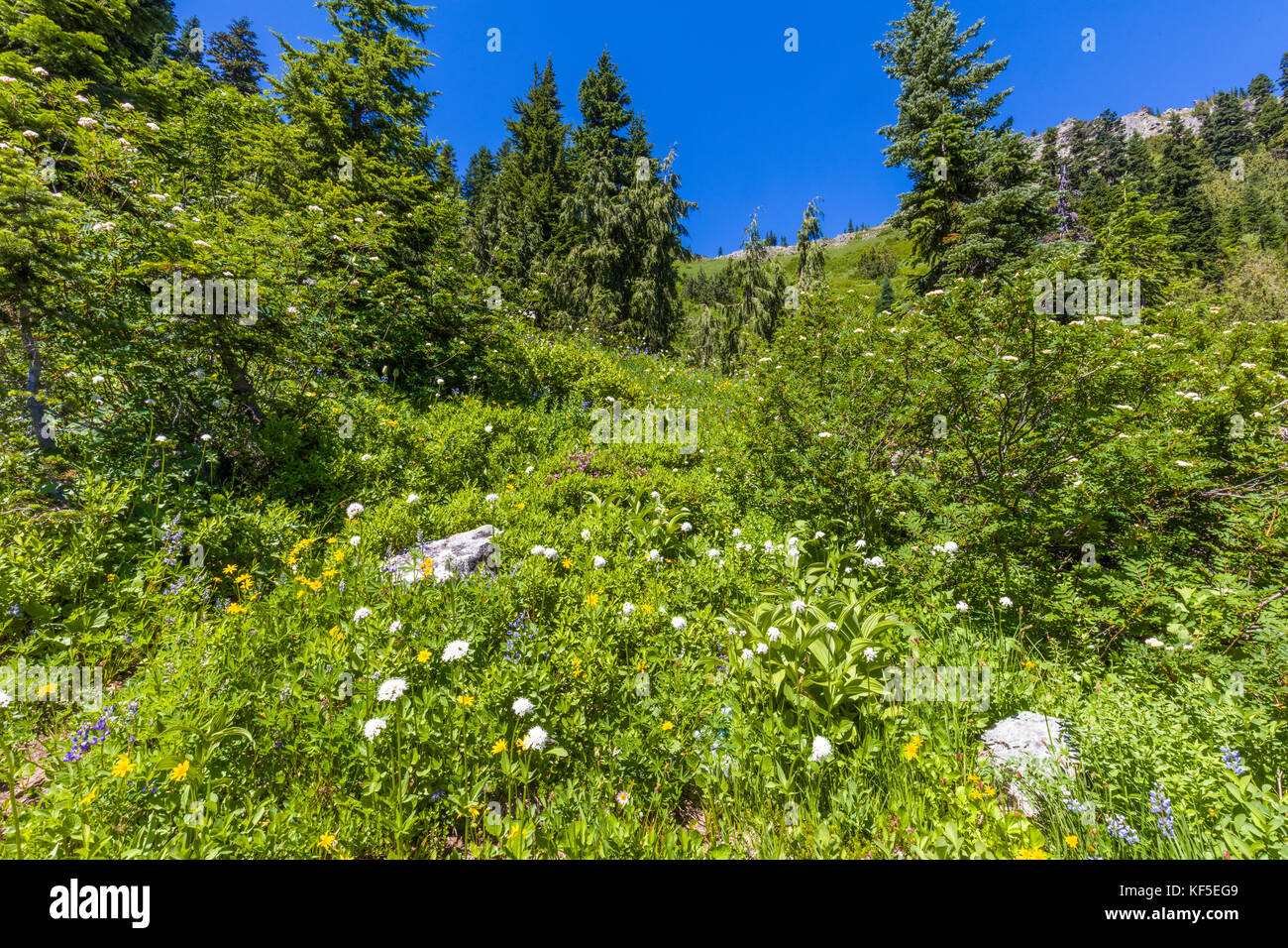 La molla di fiori di campo su hillsdie in chinook pass sul Mather Memorial Parkway in Mount Rainier National Park Washington Foto Stock