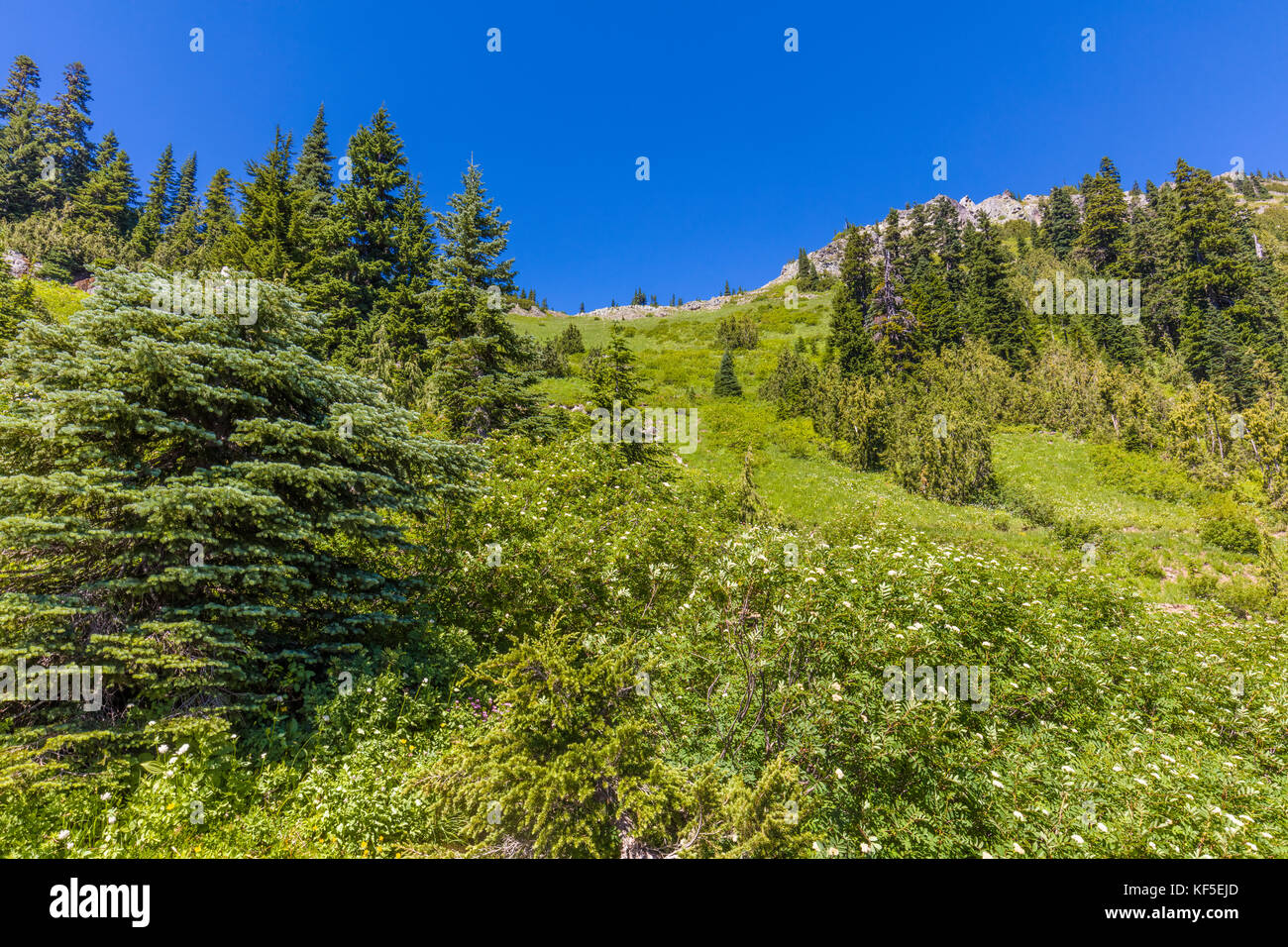 La molla di fiori di campo su hillsdie in chinook pass sul Mather Memorial Parkway in Mount Rainier National Park Washington Foto Stock