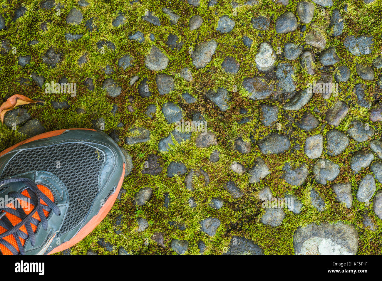 Verde muschio su una vecchia strada di pietra. sneakers close-up Foto Stock