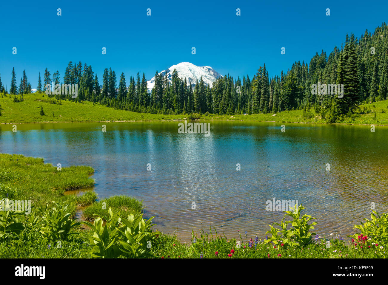 Tipsoo lake sul Mather Memorial Parkway in Mount Rainier National Park washington in umited membri Foto Stock