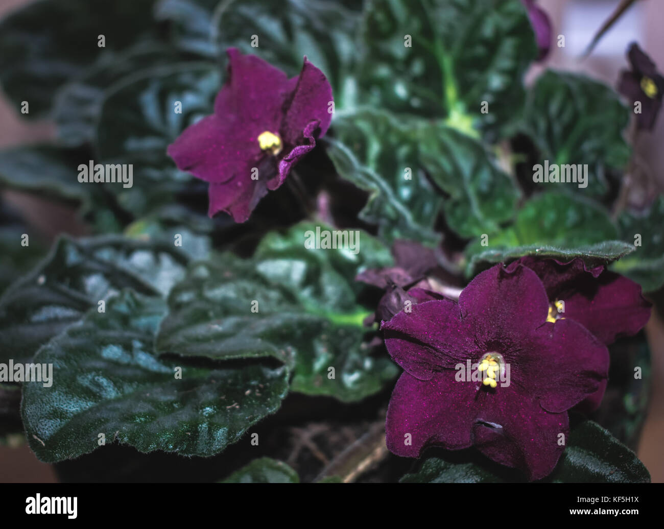 Close up Deep Purple africana di violette con foglie di colore verde scuro Foto Stock