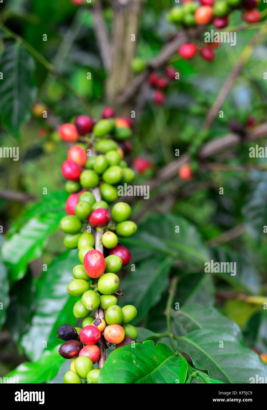 Una piantagione di caffè nella regione di Kilimanjaro in Tanzania. Foto Stock