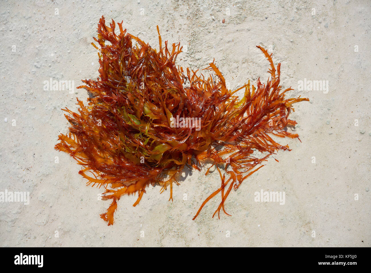 Rhodophyta alghe rosse in quintana roo del Messico Foto Stock