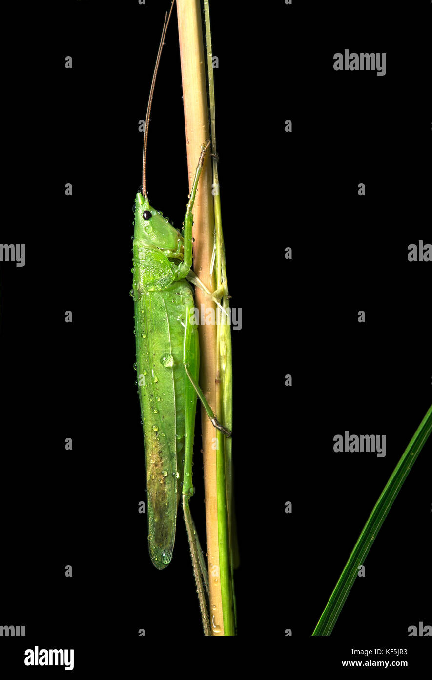 Bush cricket (tettigoniidae), maschio a levetta, andasibe parco nazionale del Madagascar Foto Stock