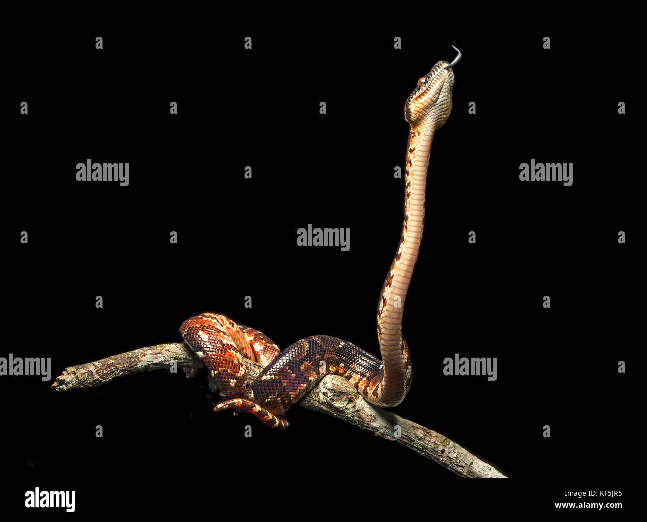 Albero malgascio boa (sanzinia madagascariensis), giovani sul ramo, andasibe parco nazionale del Madagascar Foto Stock
