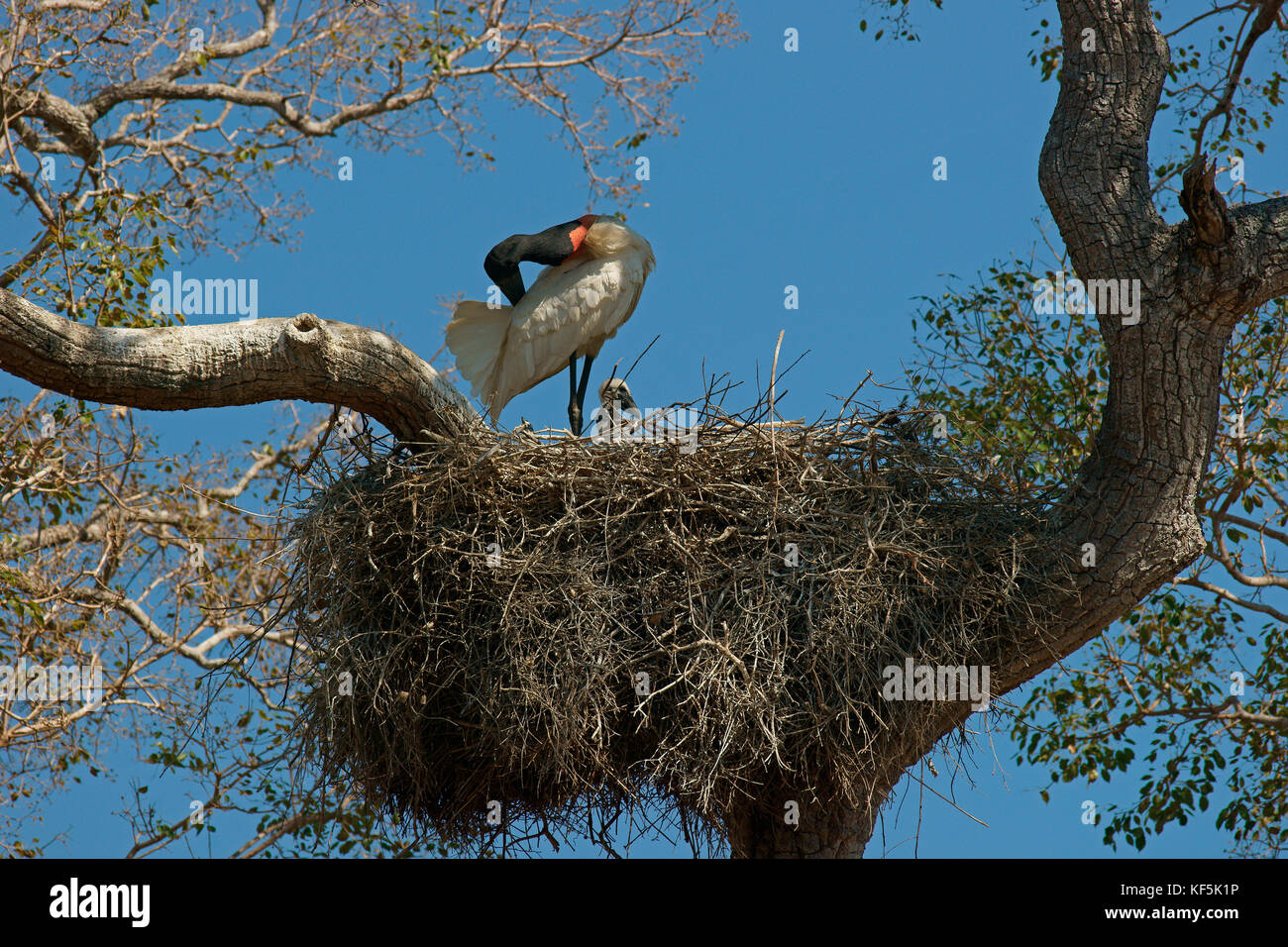 Jabiru Aeroporto (Jabiru Aeroporto mycteria), si erge nel nido con uccelli giovani, piumaggio cura, Pantanal, Mato Grosso, brasile Foto Stock