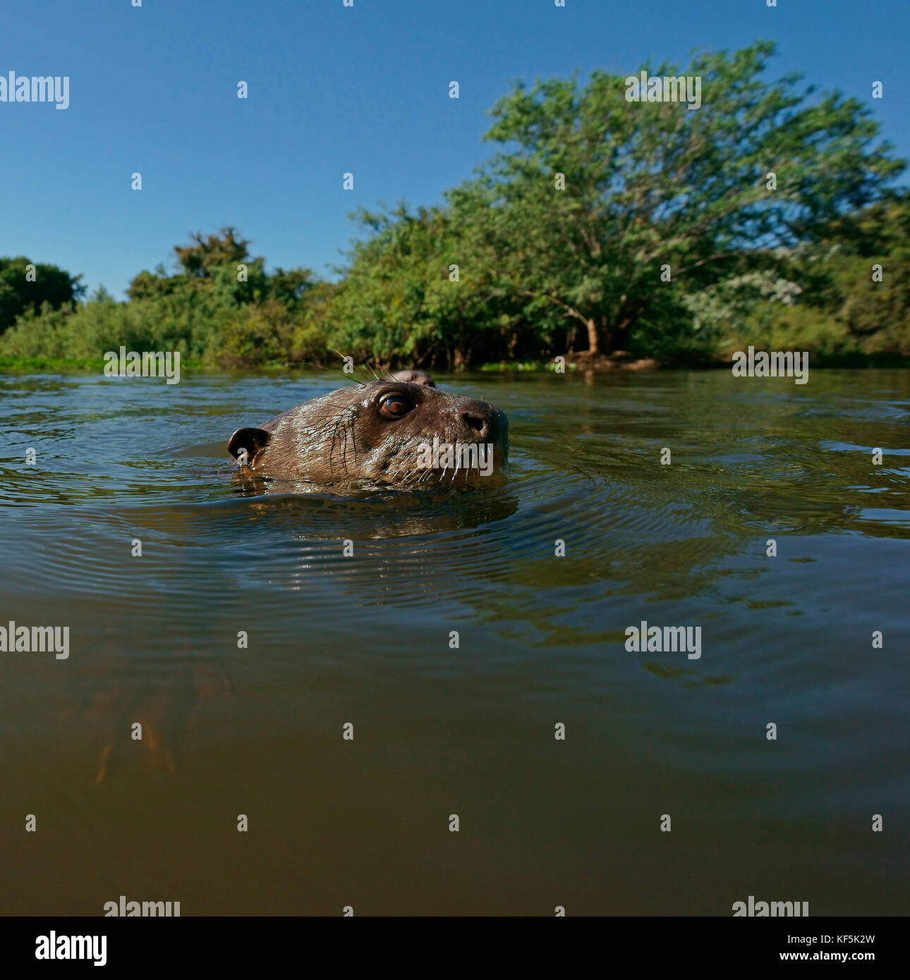 Lontra gigante (Pteronura brasiliensis) galleggia nel fiume, Pantanal, Mato Grosso, brasile Foto Stock
