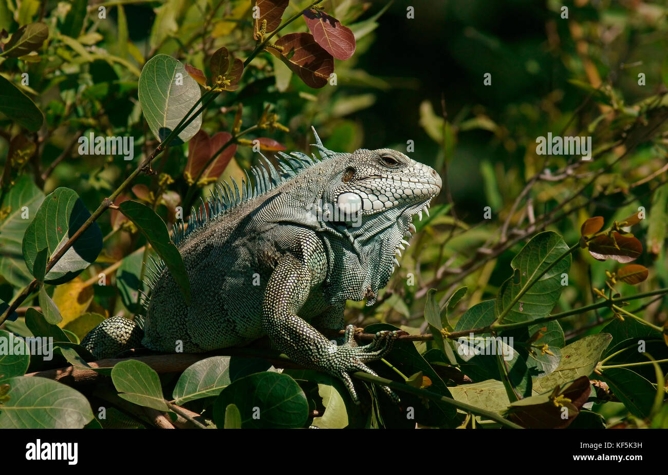 Verde (Iguana iguana iguana) nella struttura ad albero, Pantanal, brasile Foto Stock