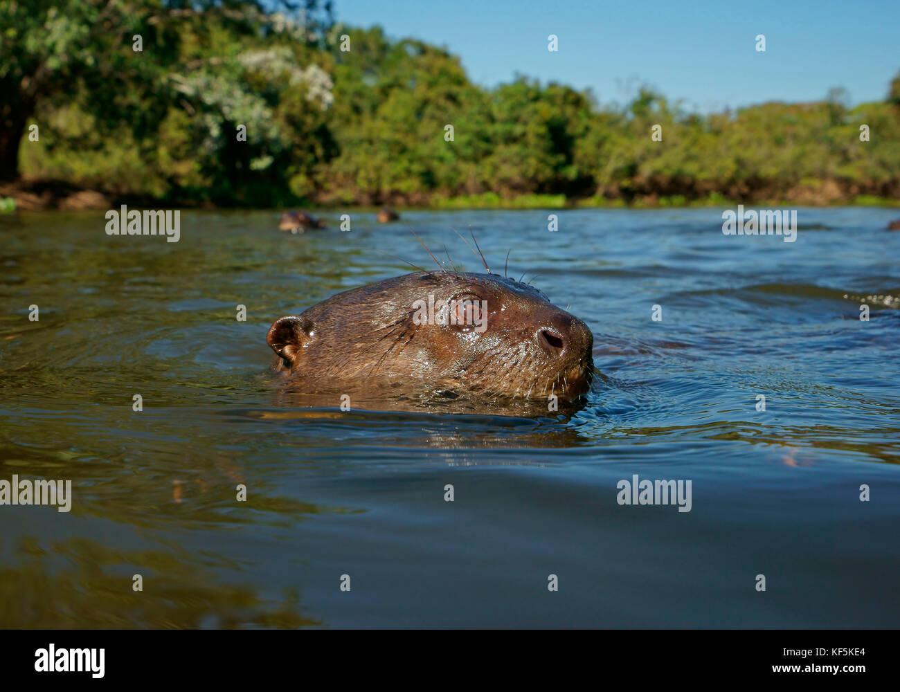 Lontra gigante (Pteronura brasiliensis) galleggia nel fiume, Pantanal, Mato Grosso, brasile Foto Stock