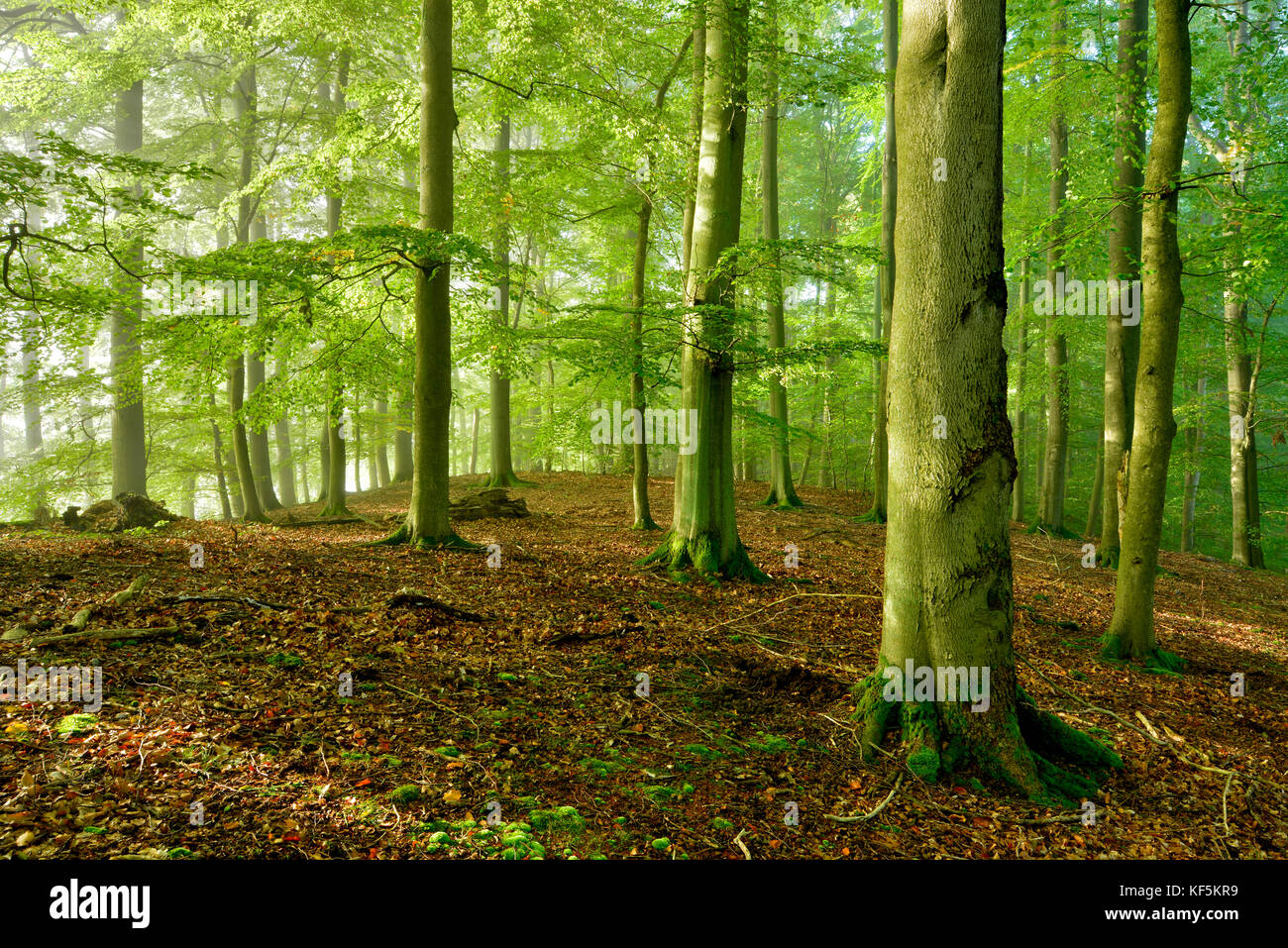 Foresta di faggio intatta, luce del mattino, Parco Nazionale di Müritz, suddivisione Serrahn, Patrimonio dell'Umanità dell'UNESCO, faggete foreste di Foto Stock