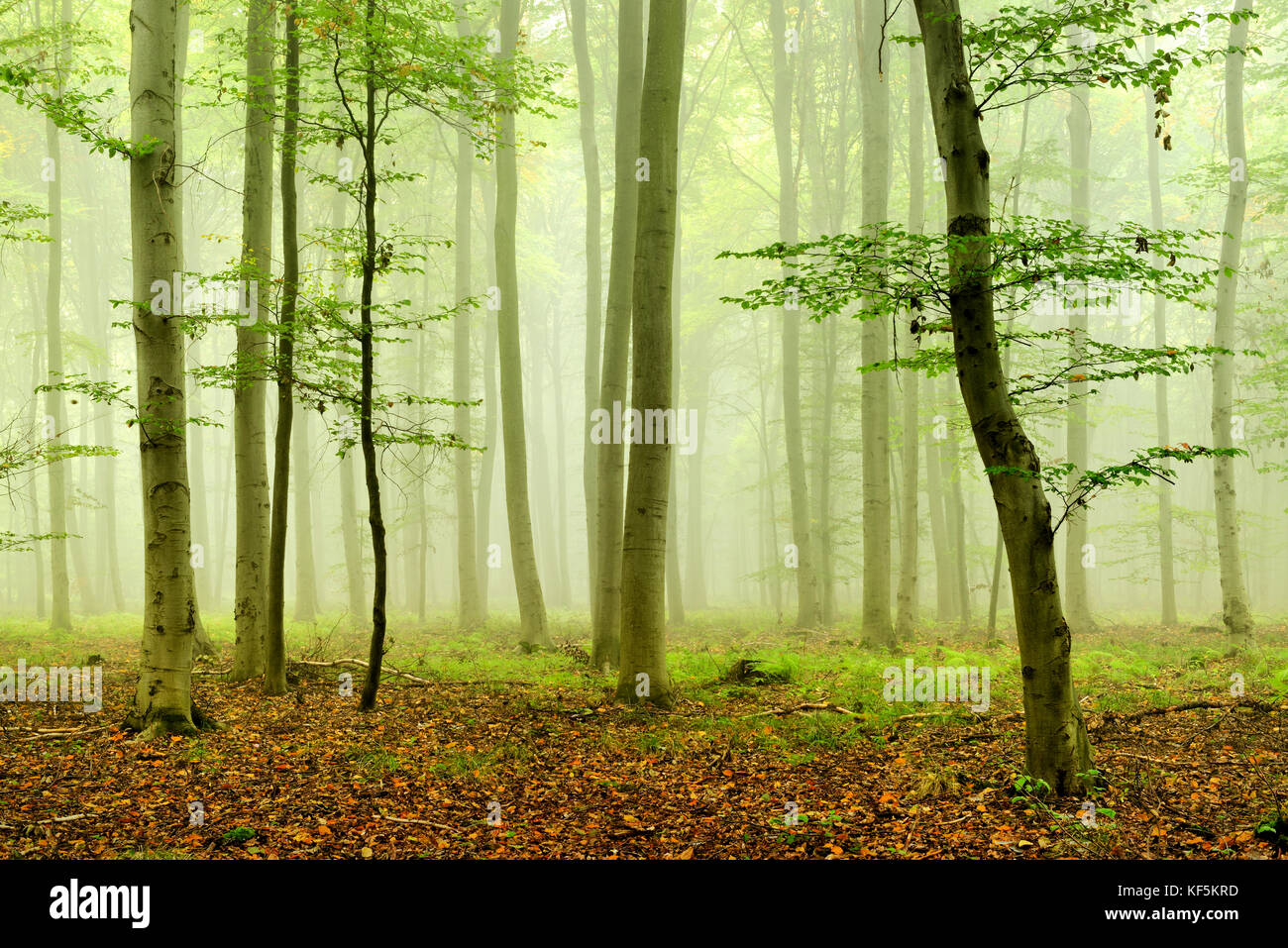 Vicino-beechesforest naturale (fagus), nebbia, vicino a naumburg, SASSONIA-ANHALT, Germania Foto Stock