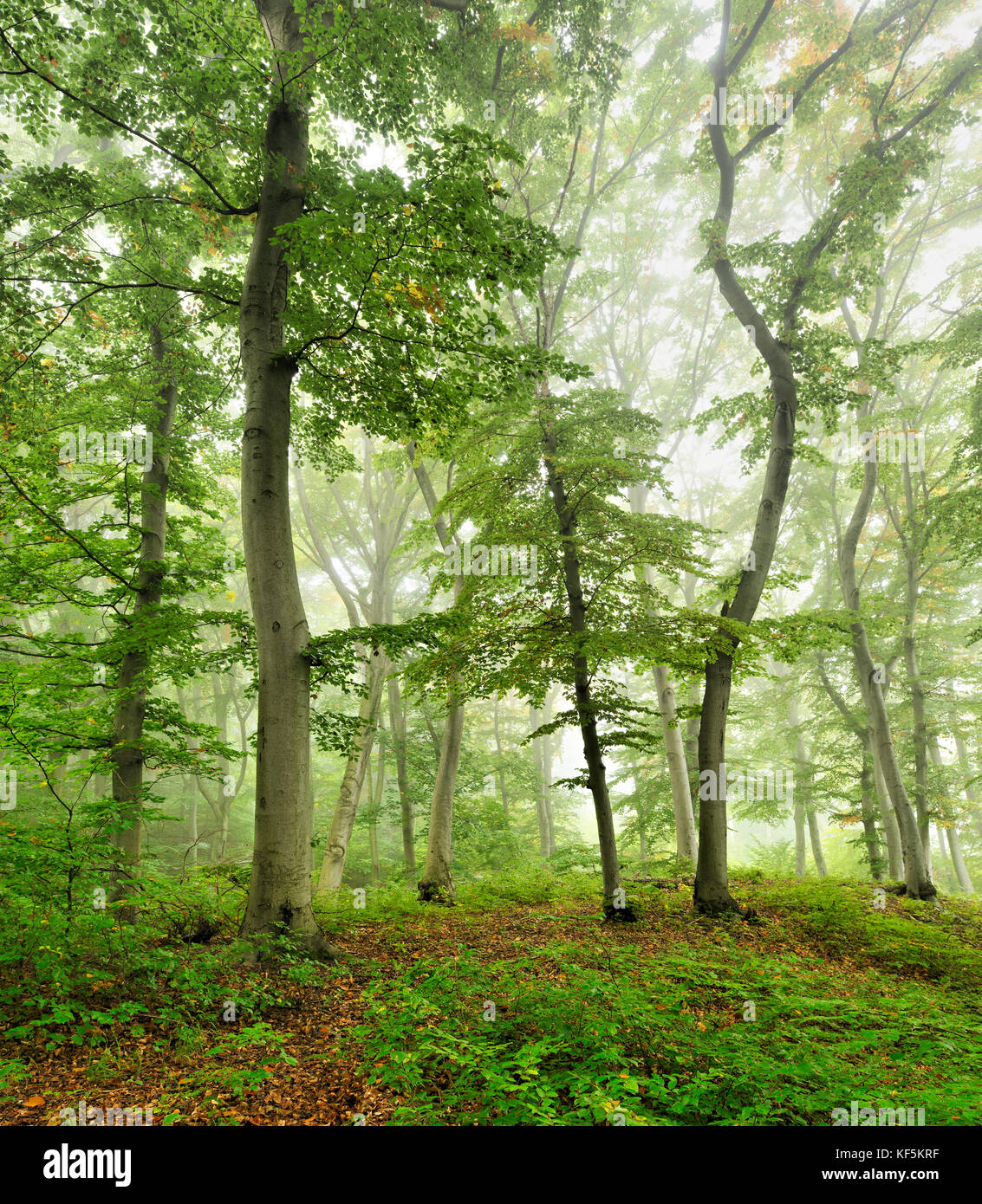 Vicino-beechesforest naturale (fagus), nebbia, vicino a naumburg, SASSONIA-ANHALT, Germania Foto Stock