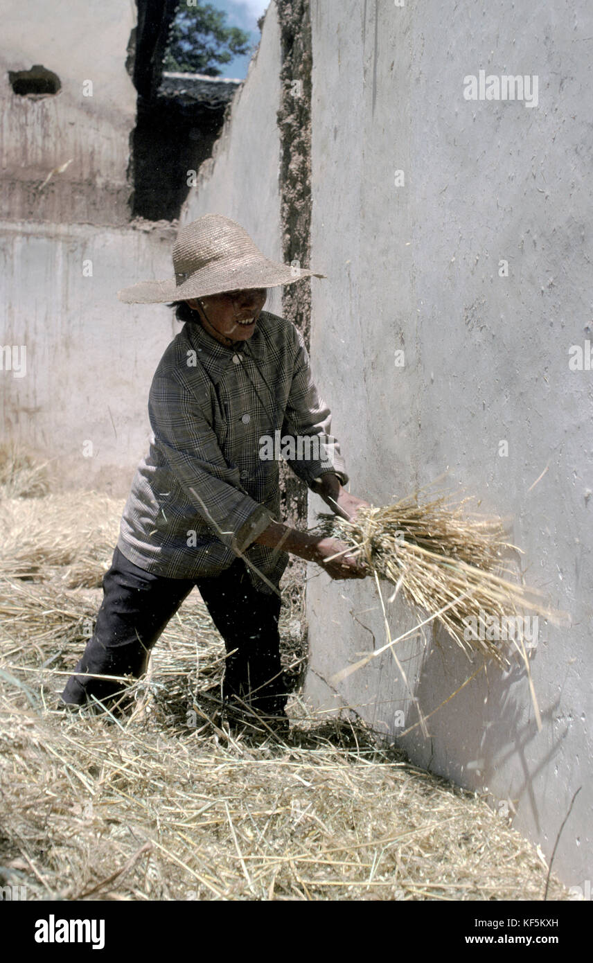 Lavoratore cinese la trebbiatura del mais contro la parete, Cina. Foto Stock