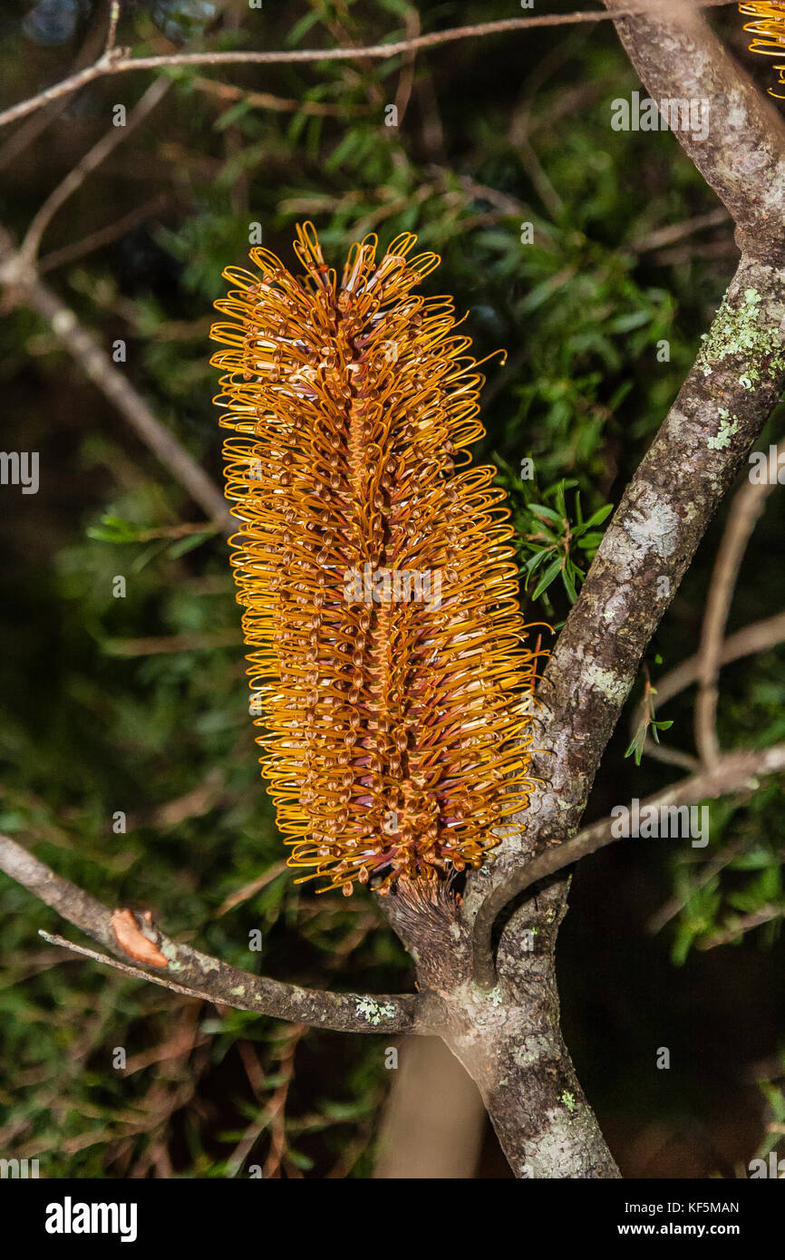 Tornante di Banksia, Blue Mountains National Park, Australia Foto Stock