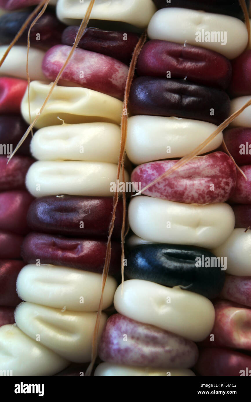 Indian multi-colore di mais, close-up Foto Stock