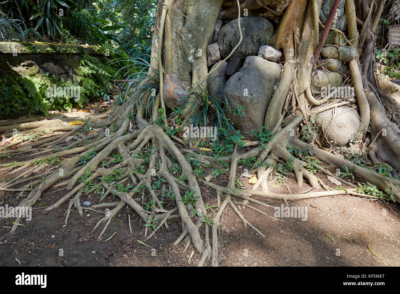 Radici di un albero Bodhi (Ficus religiosa). Ubud, Bali, Indonesia. Foto Stock