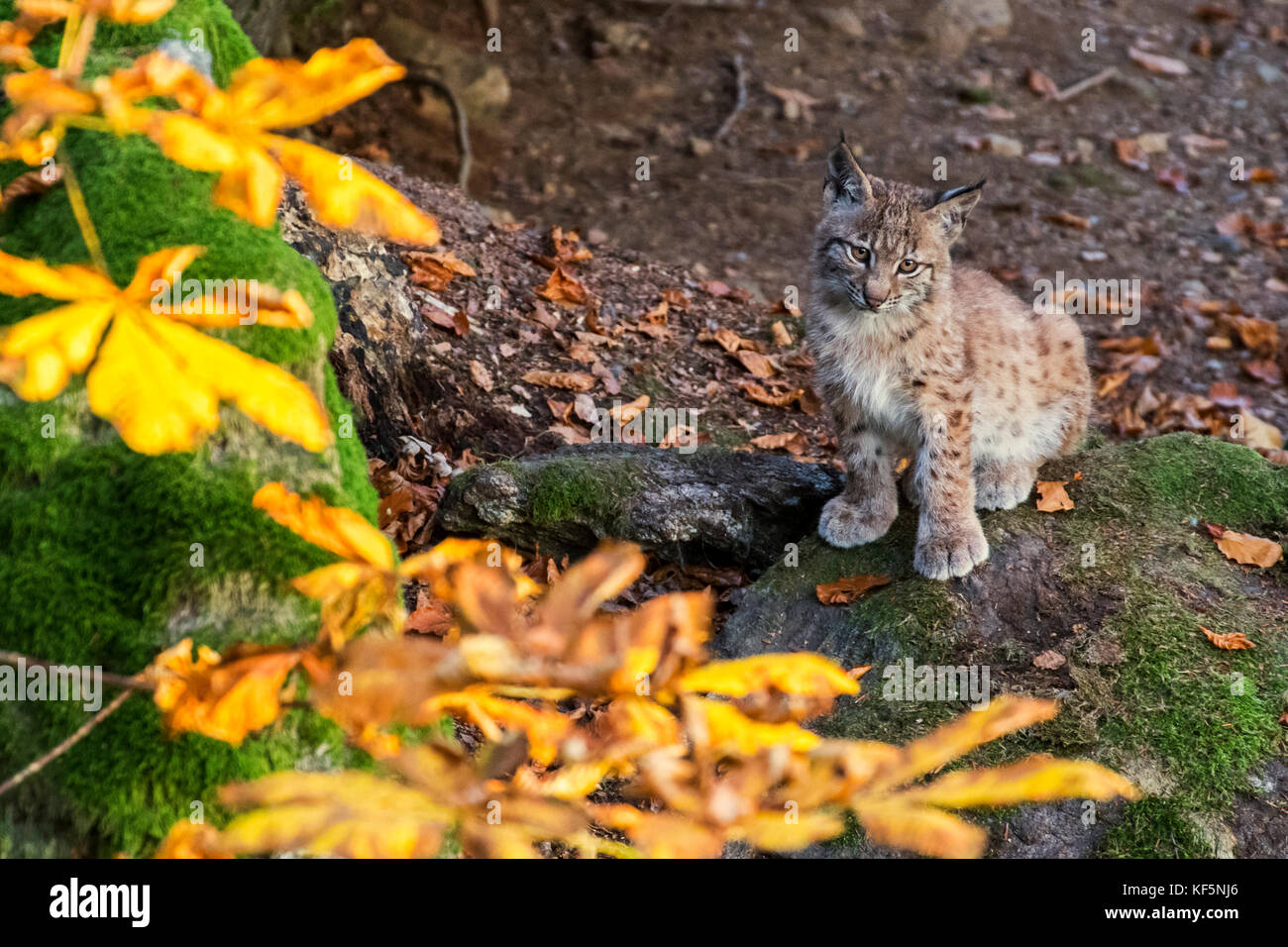 Carino di due mesi di età lince euroasiatica (Lynx lynx) gattino nella foresta di autunno seduto vicino a den Foto Stock