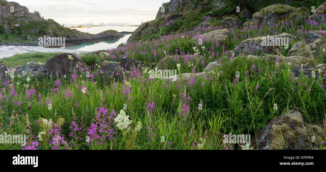 Fioritura di erbe e di pietre ricoperto con moss sulla spiaggia sabbiosa, Lofoten, Norvegia Foto Stock