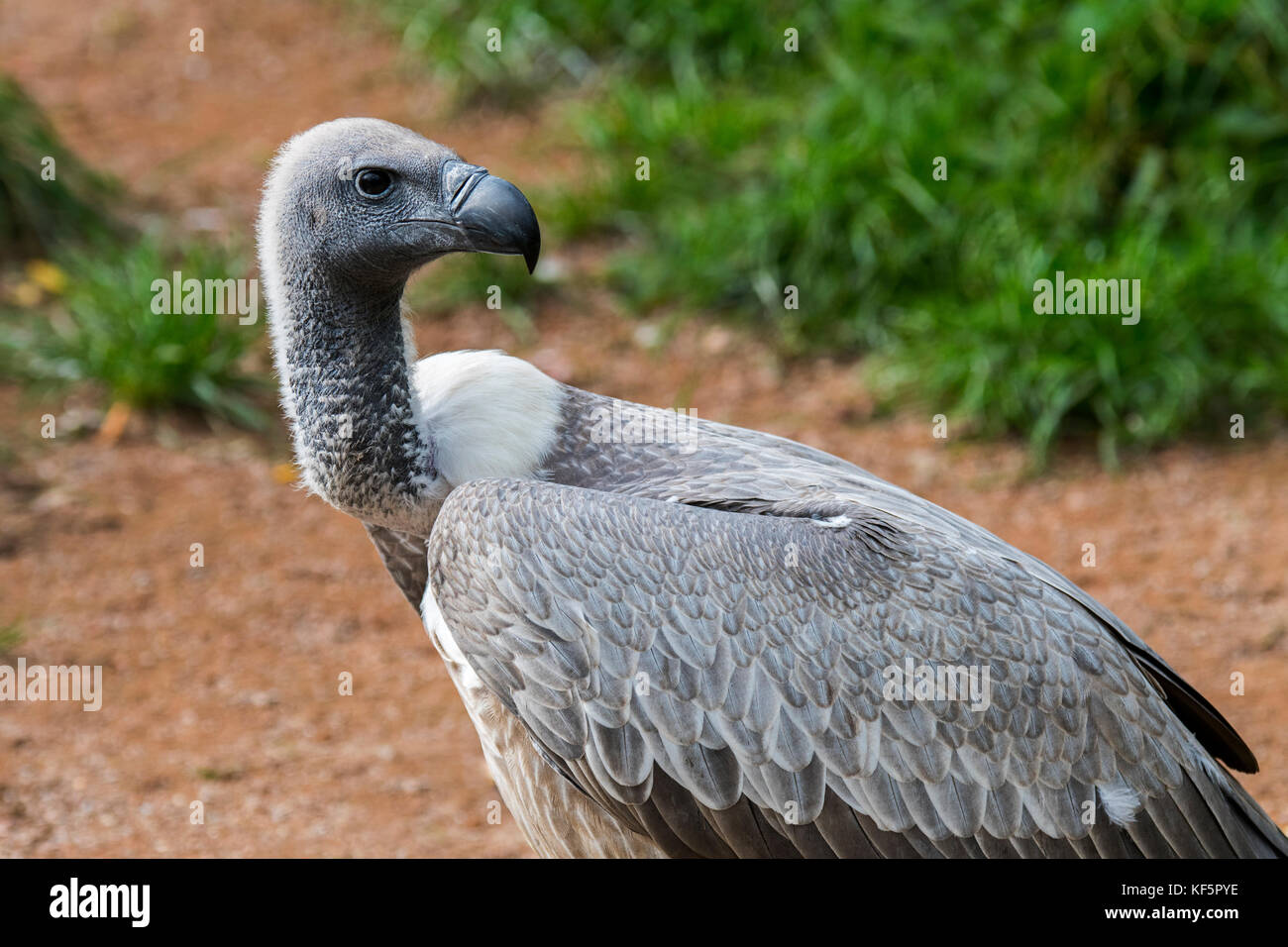 African white-backed vulture (gyps africanus) close up ritratto Foto Stock